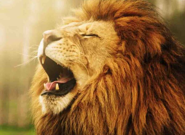 roar-like-the-lions